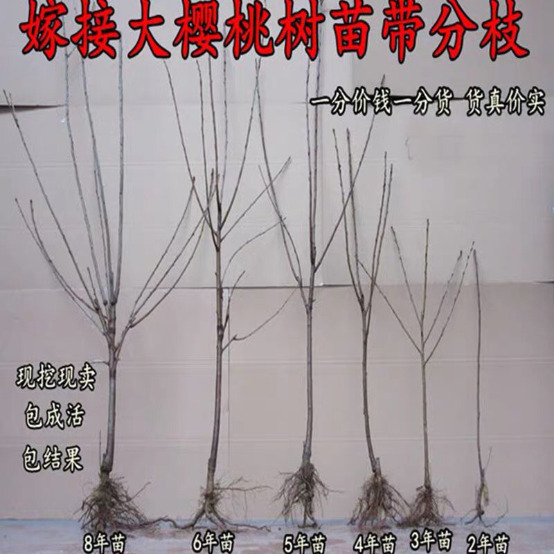 甜樱桃苗  车厘子大樱桃嫁接四季水果树苗当年结果盆地栽南北方种植阳台特大