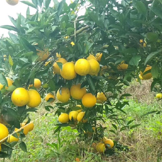 罗甸县纽荷尔脐橙苗 贵州罗甸云干纽荷尔脐橙…绿色无公害！汁多味甜…现摘现发。