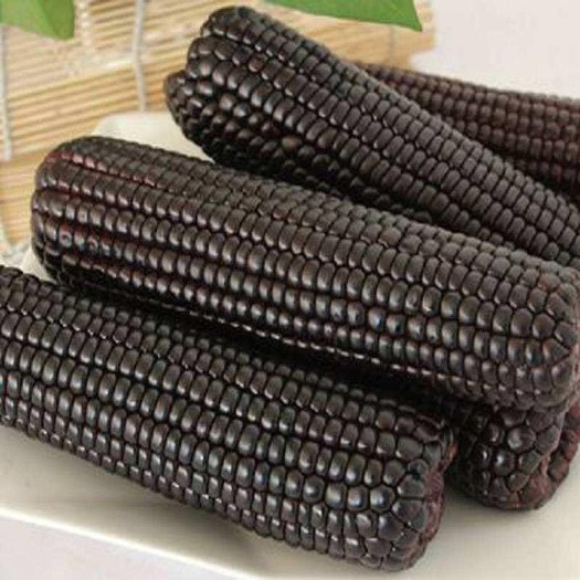 黑糯玉米新鲜甜黑玉米棒真空包装粘玉米水果玉米批发