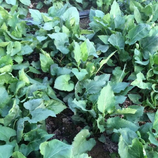 凤城市 山野菜 大耳毛种子