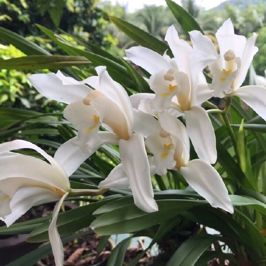 大雪素兰 大雪兰素花