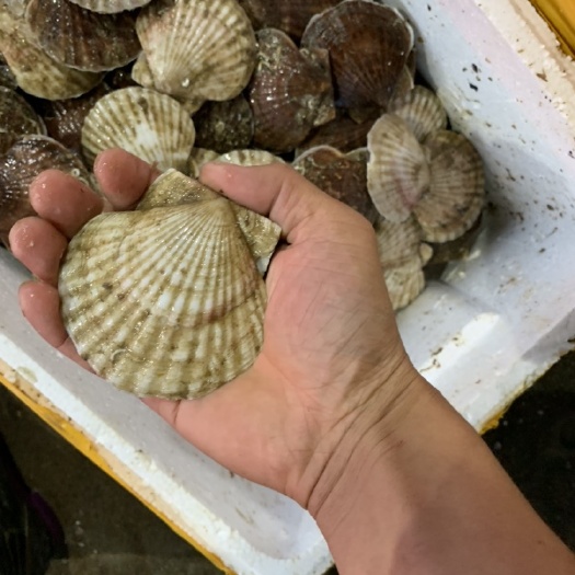 连云港白贝 鲜活水产