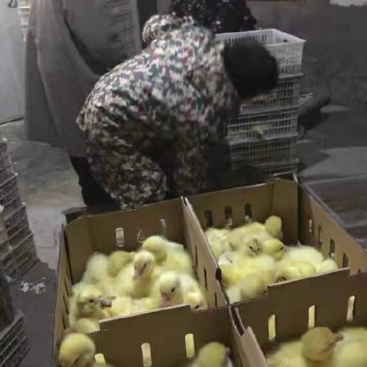 沭阳县大三花鹅苗