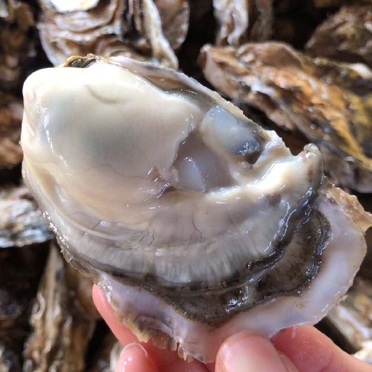 乳山市 乳山新鲜鲜活生蚝 海鲜水产 牡蛎海蛎子一箱5斤10斤新鲜海鲜