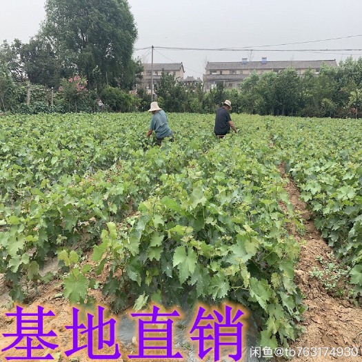 平邑县阳光玫瑰葡萄苗