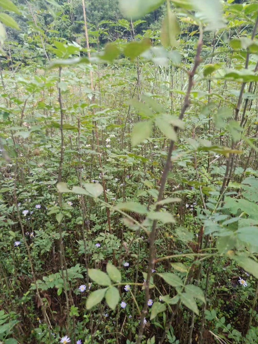  实地拍摄花椒苗