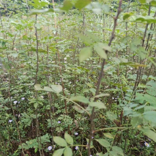 简阳市 实地拍摄花椒苗