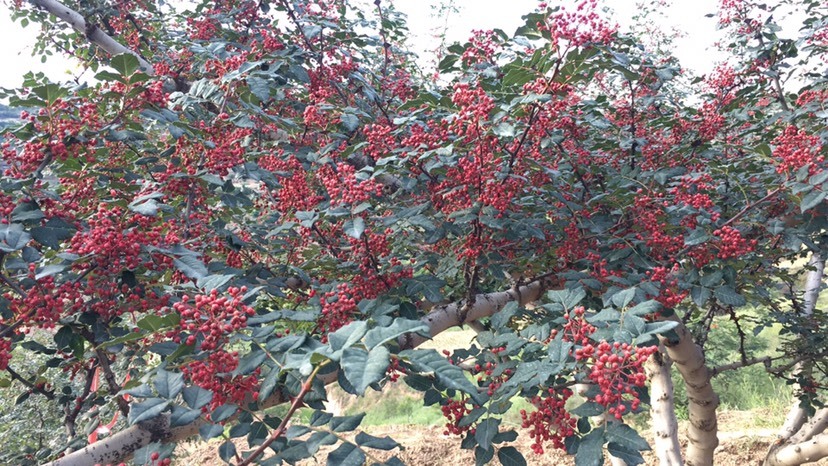 天水天水五龙花椒 干花椒 一级
