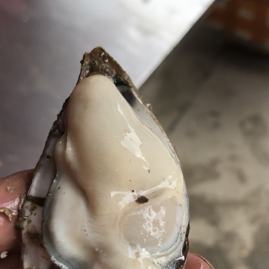 遂溪县湛江牡蛎 湛江生蚝 蚝丁 小小蚝