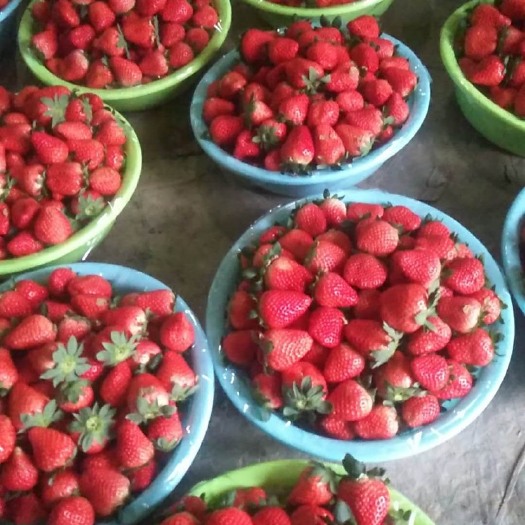 徐州宁玉草莓 大量现货宁玉、甜查理、