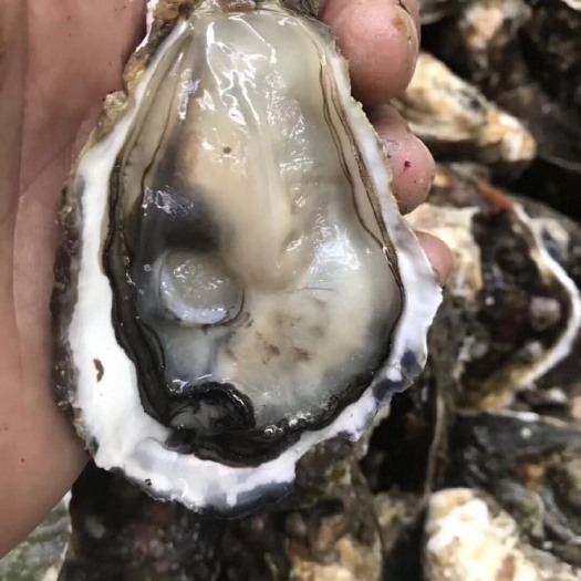 饶平县乳山牡蛎 浮山蚝