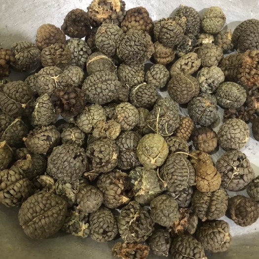 鄄城县【舜波中药材】大草寇 量大从优 产地直供