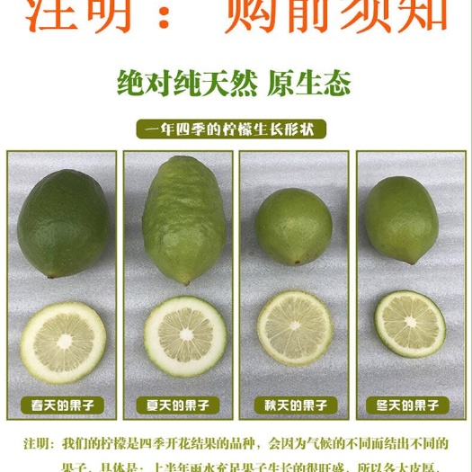 广州 【一件代发】奶茶店专用香水柠檬，欢迎各电商微商前来合作