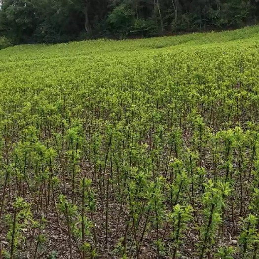 简阳市凤凰李子树苗