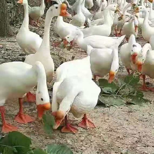 沭阳县大白鹅苗
