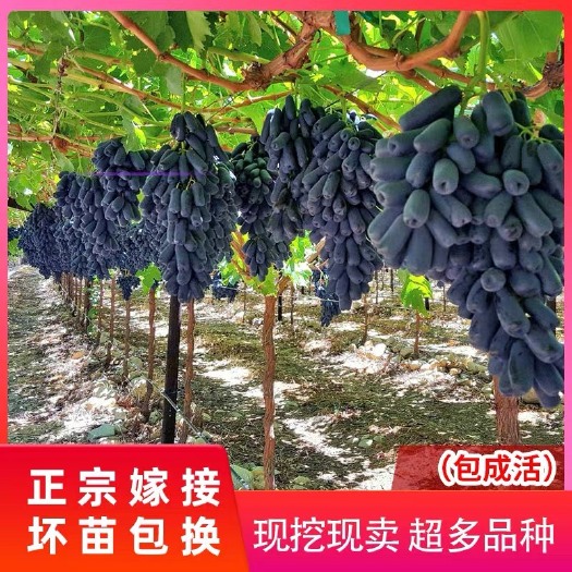 绥中县蓝宝石葡萄苗 纯正甜蜜蓝宝石，种植户直销，质量保证，包纯包成活，可签合同！