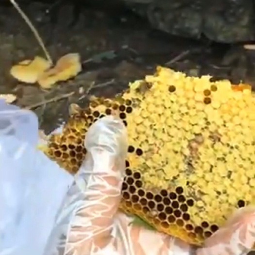 杭州野生蜂蜜 野生冬蜜有需要的联系