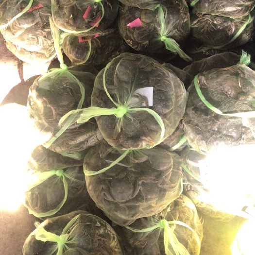 兴化市江苏兴化大闸蟹35公