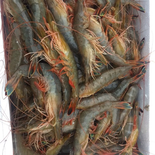 东港市东方对虾 海水东方虾，量大可送。