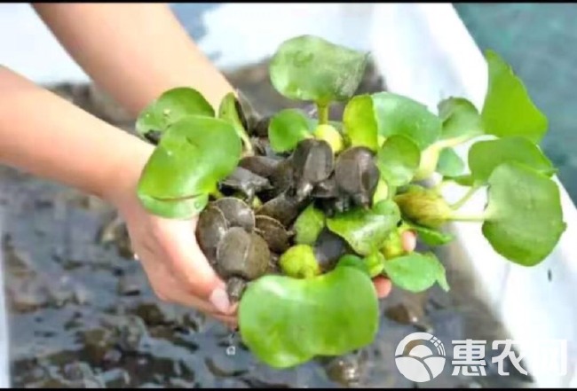  外生态甲鱼苗  +自孵供应