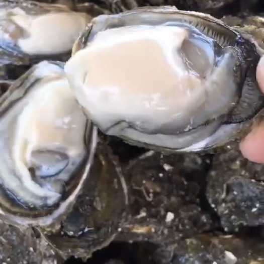 饶平县鲜活生蚝牡蛎蚝肉美食批发深海蚝