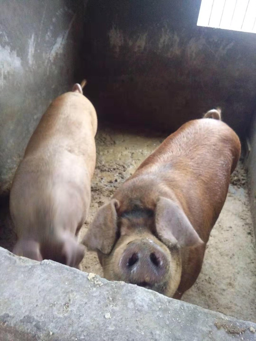 0飼料,家養豬