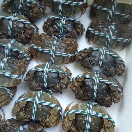 柳州 鲜活大闸蟹，大量批发，2.0母蟹带黄带膏30元一斤