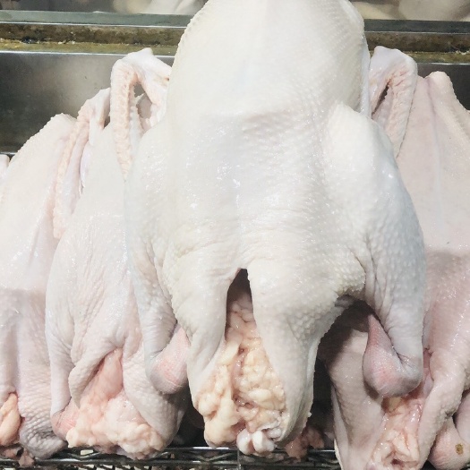 汕头供应正宗狮头鹅 鹅壳 鹅掌 鹅翅 鹅胗 鹅肠 鹅头 鹅头