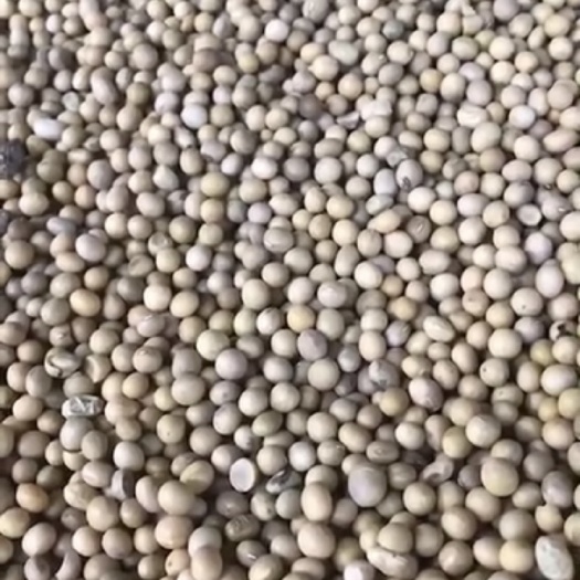 黑河 俄罗斯非转基因大豆