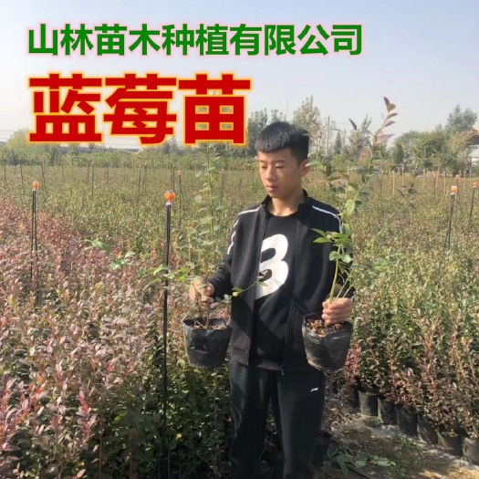 平邑县 蓝莓树苗盆栽地栽四季蓝莓苗南北方种植当年结果全国包邮