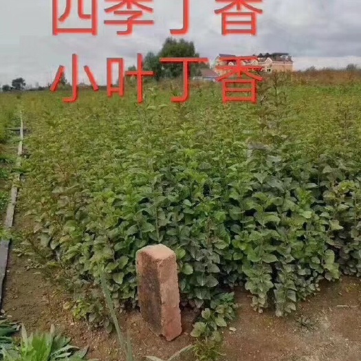 开原市 四季丁香（小叶丁香¥