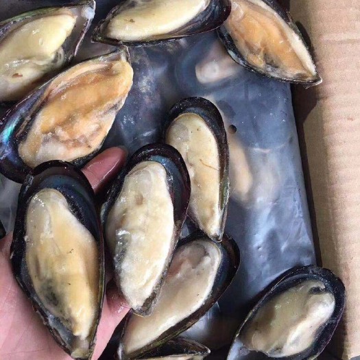 成都干冰蓝口贝