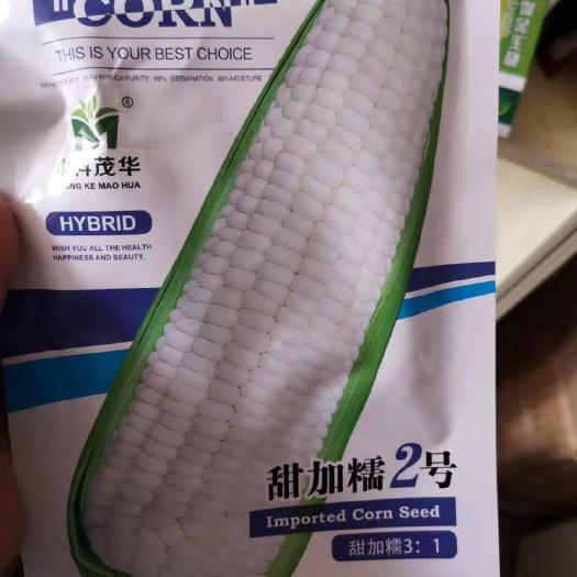 郑州 玉米种子
