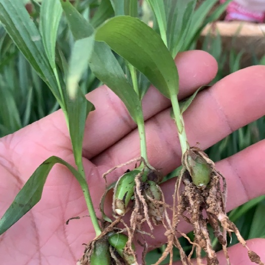 安宁市紫花白芨苗  紫花三叉白芨小苗，茎块规格0.5公分以上到1.5公分左右