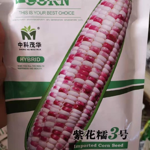 郑州 玉米种子