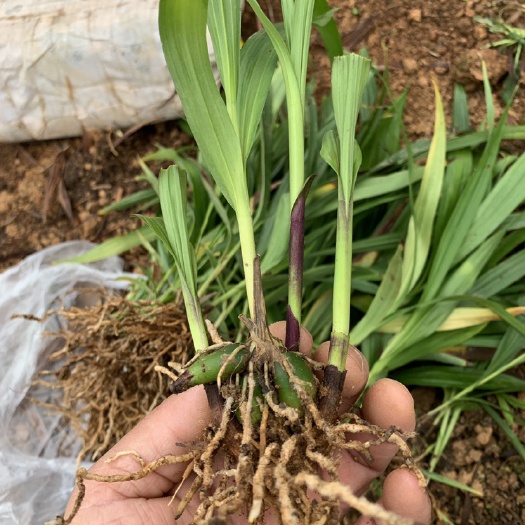 安宁市紫花白芨苗  三叉白芨两年驯化种苗，量大价格优惠全程免费