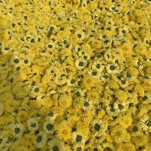  精品球菊大货