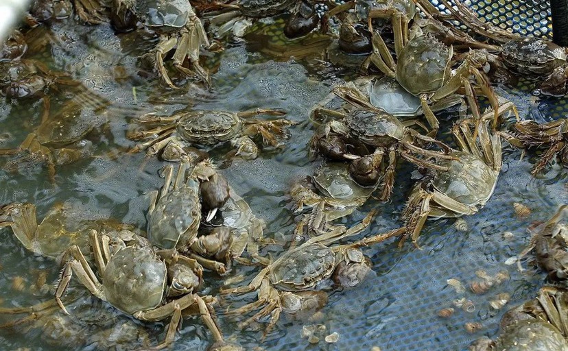 洪湖市 洪湖大闸蟹大量货源
