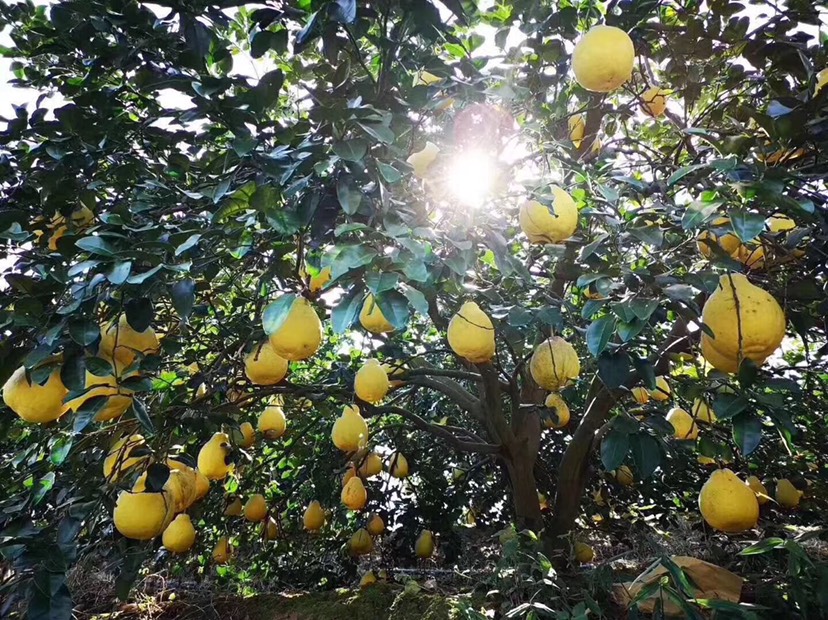  2019年正宗广西容县沙田柚开始上市了，欢迎新老客户预定。