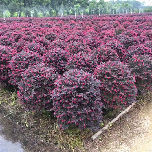 普宁市造型红继木桩  红花继木球型 各规格有货工程专用苗 彩色苗木