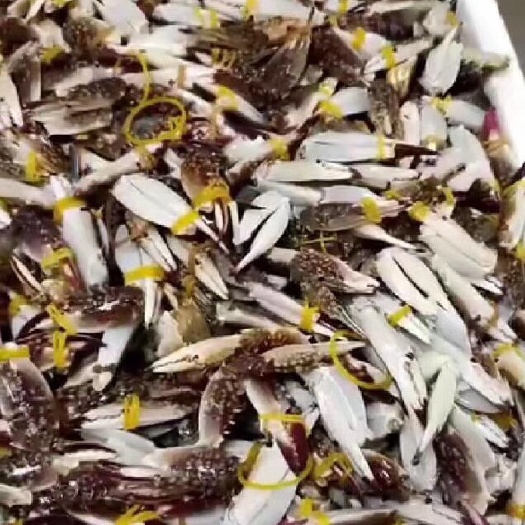 深圳 蟹钳，