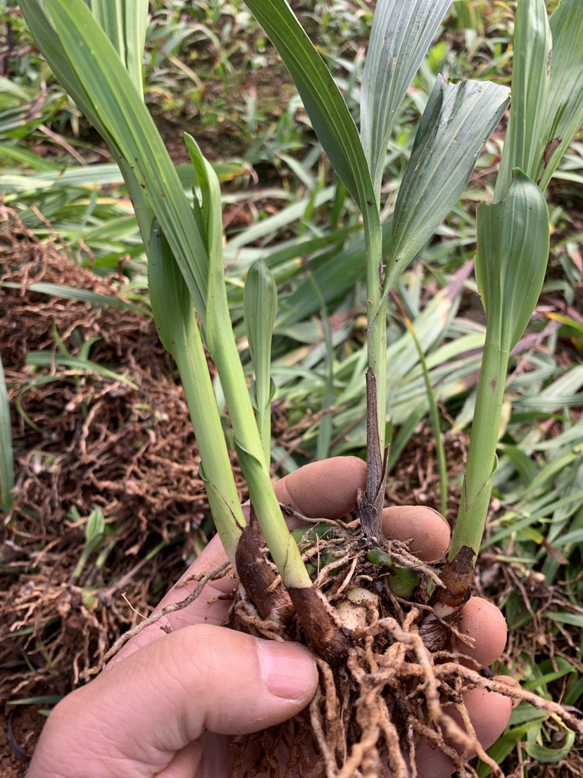 白芨种子多少钱一斤哪里买(白芨种子多少钱一斤在哪个地方有卖)