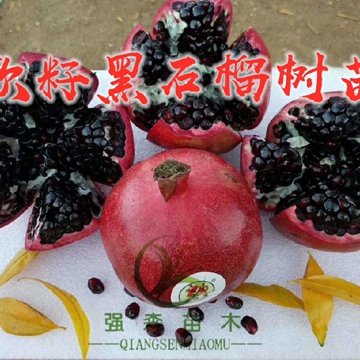 平邑县黑籽石榴树苗 正宗软籽黑石榴，种植基地直销现挖现发，包成活，包品种！