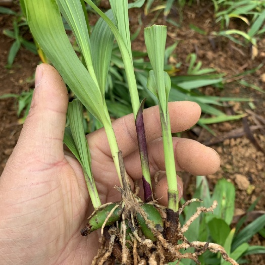 安宁市紫花白芨苗  三叉白芨两年的驯化大苗量大价格优惠成活率高茎块