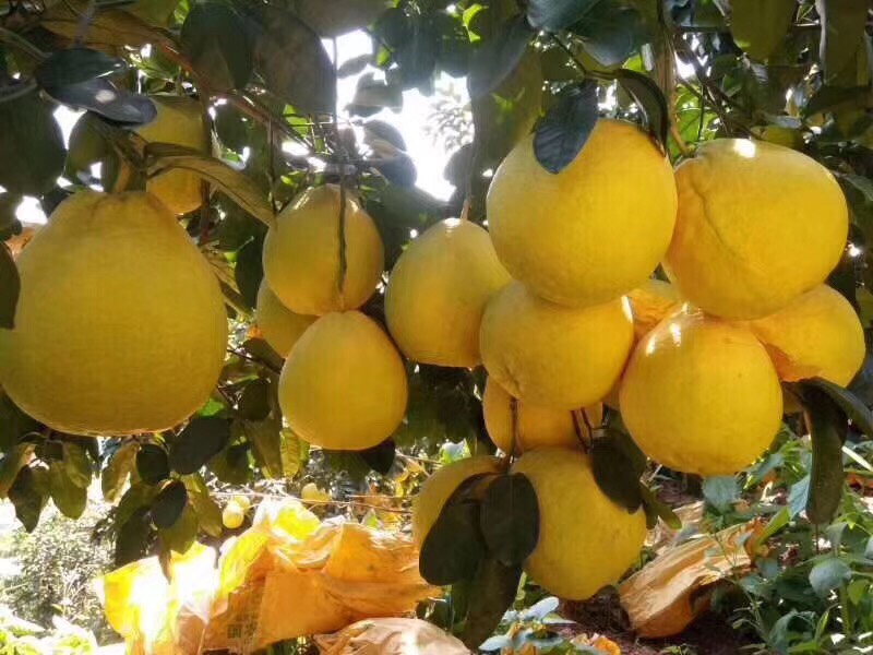  2019年正宗广西容县沙田柚开始上市了，欢迎新老客户预定。