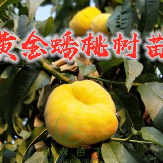 平邑县 正宗嫁接黄金蟠桃树苗，种植基地直销现挖现发，包成活包品种！