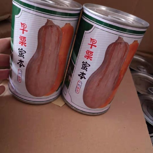 郑州 早栗蜜本南瓜种子