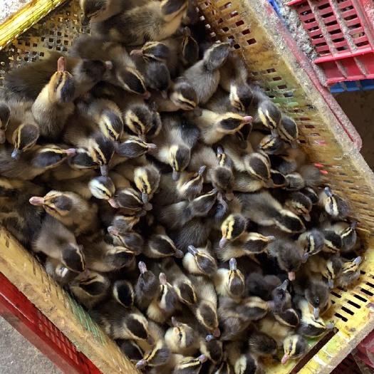 玉林麻鸭苗 麻鸭土鸭公苗  正 靓货  包打疫苗  好走量