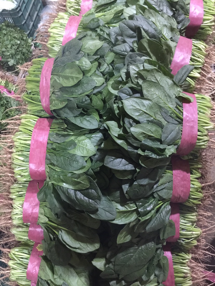 邯郸大叶菠菜 30~35cm