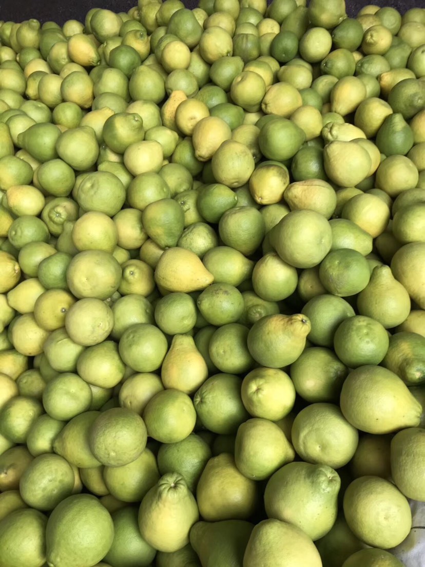  2019年正宗广西容县沙田柚开始上市了，欢迎新老客户预定。